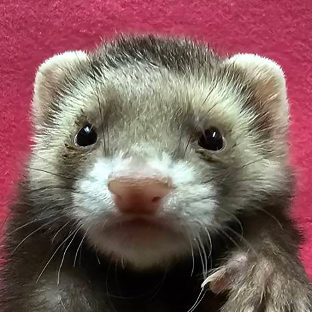 マーシャルフェレット（バタースコッチ・女の子）F0725