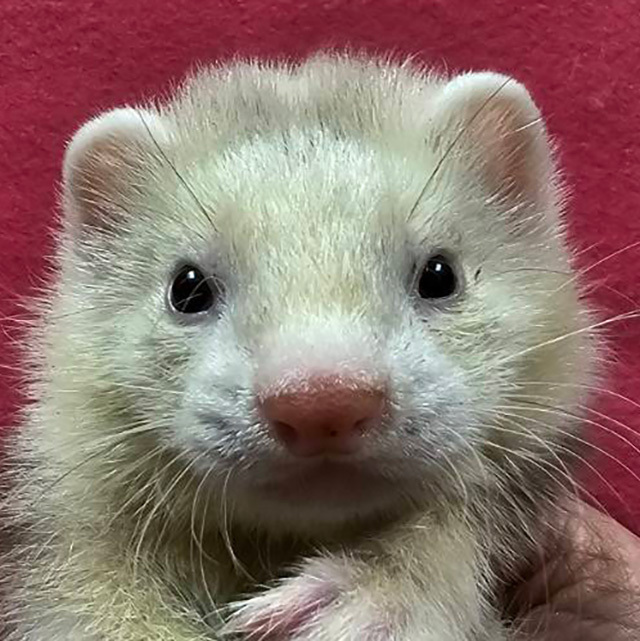 マーシャルフェレット（シナモン・男の子）F0726