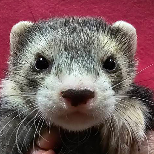 マーシャルフェレット（ダークシルバーミット・男の子）F0730