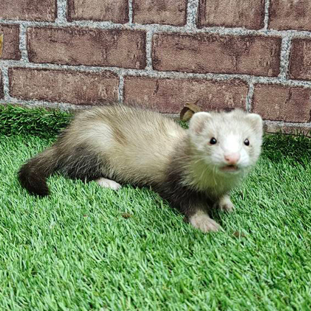 マーシャルフェレット（スターリングバターミット・女の子）F0727