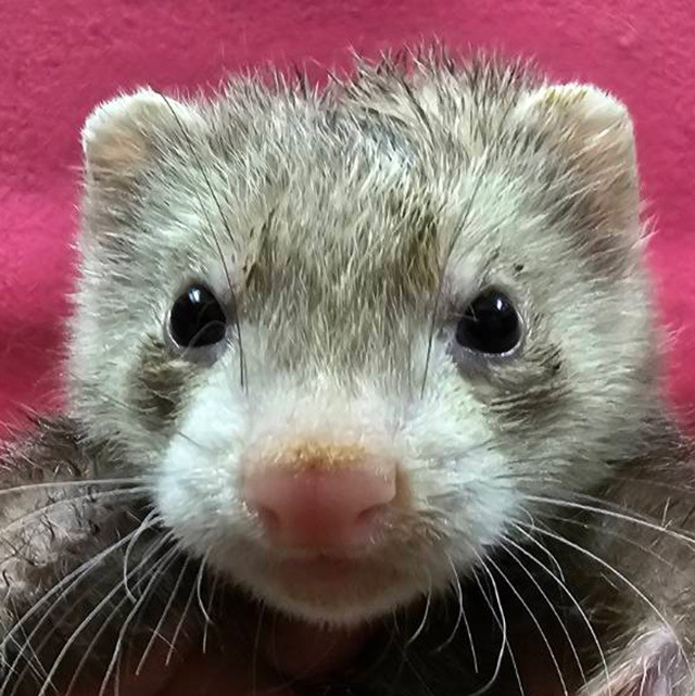 マーシャルフェレット（スターリングバター ・男の子）F0731