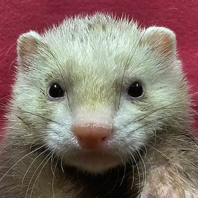 マーシャルフェレット（シナモン ・男の子）F0734