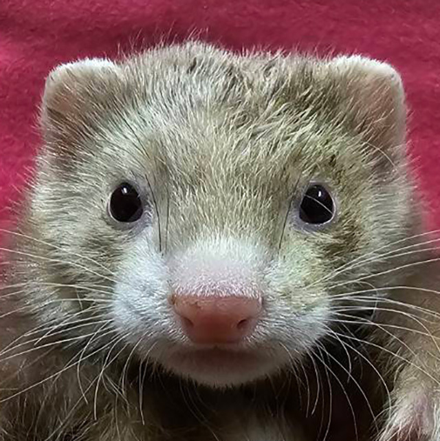 マーシャルフェレット（シナモンミット ・男の子）F0736