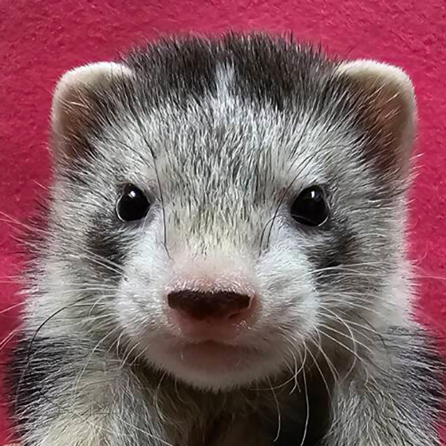 マーシャルフェレット（ダークシルバー ・男の子）F0737