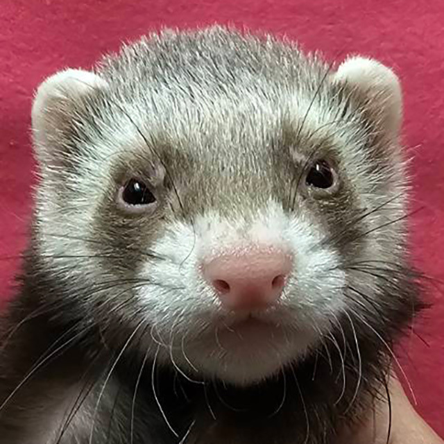 マーシャルフェレット（バタースコッチ ・男の子）F0738