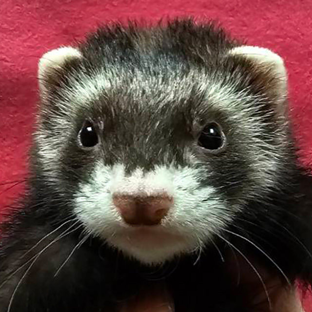 マーシャルフェレット（セーブル ・男の子）F0739