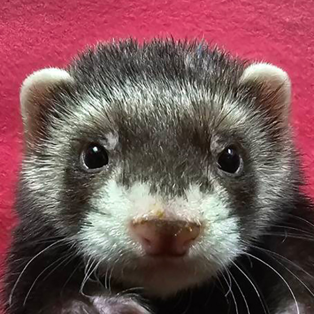 マーシャルフェレット（セーブル ・男の子）F0741