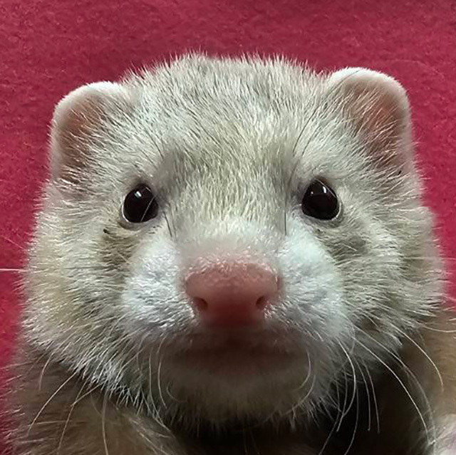 マーシャルフェレット（シナモン ・男の子）F0742