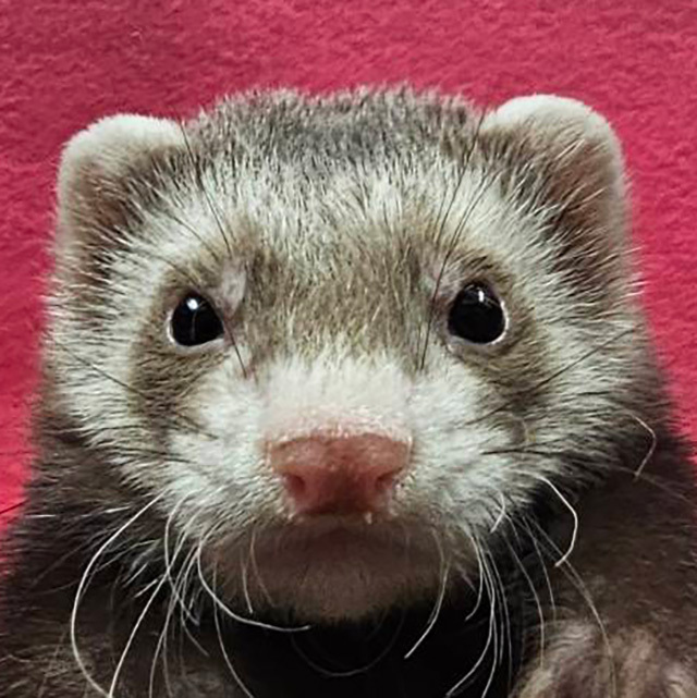 マーシャルフェレット（バタースコッチ ・男の子）F0743