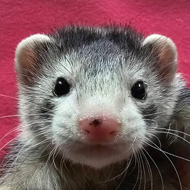 マーシャルフェレット（シルバーミット ・男の子）F0744