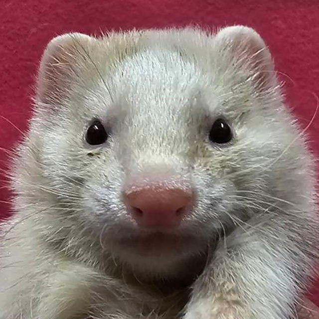 マーシャルフェレット（プラチナ系 珍色 ・男の子）F0745