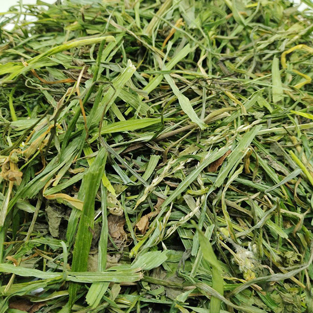 究極の乾燥牧草　イタリアンライグラス