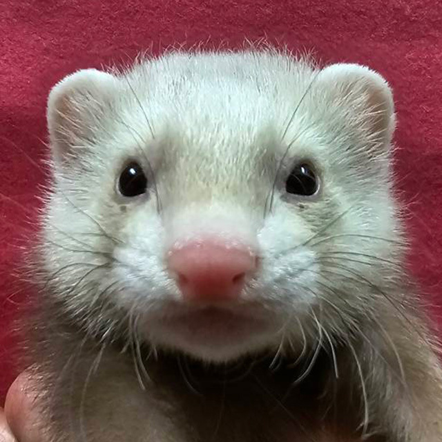 マーシャルフェレット（シナモン・男の子）F0746