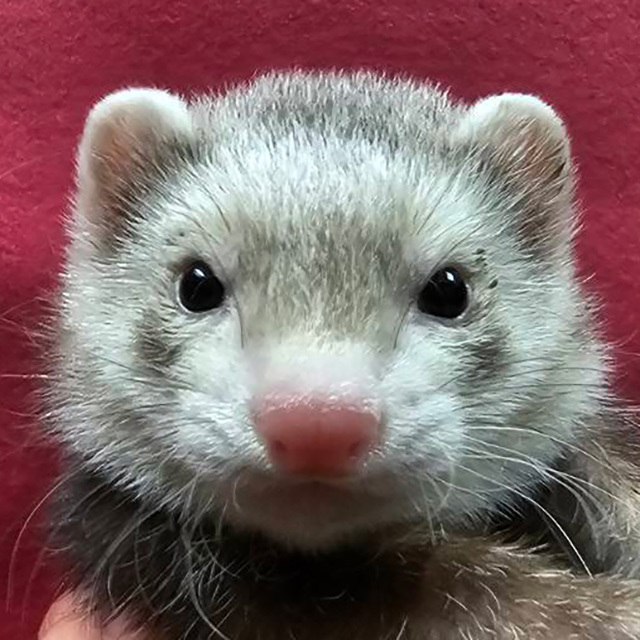 マーシャルフェレット（スターリングバター・男の子）F0747