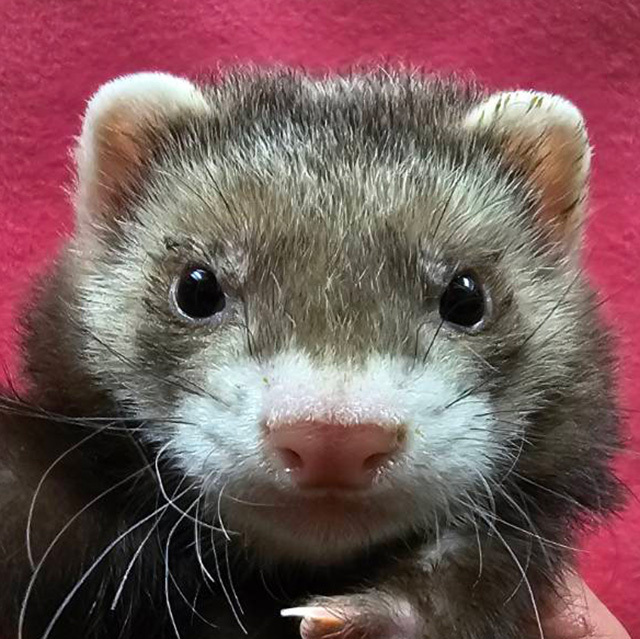 マーシャルフェレット（バタースコッチ・男の子）F0748