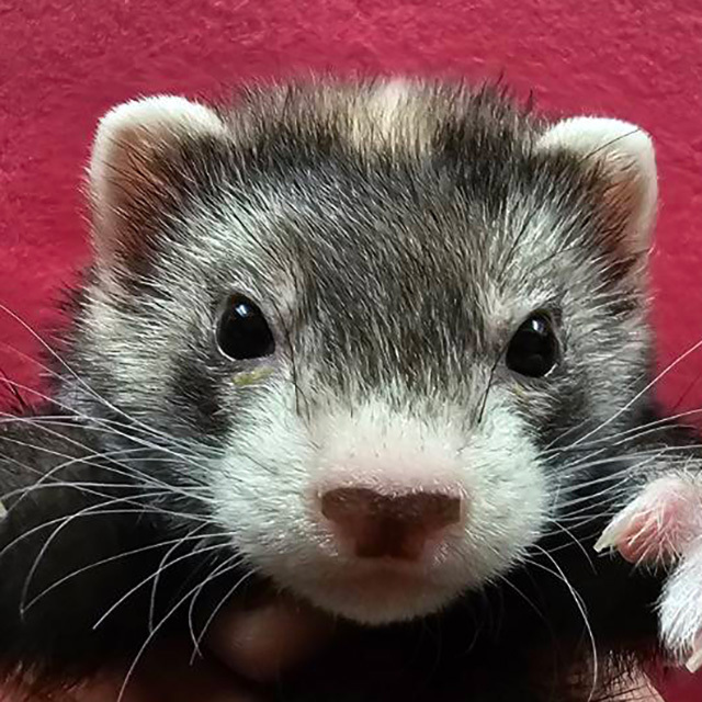 マーシャルフェレット（セーブルミット・男の子）F0750