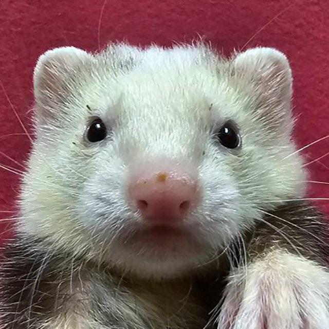 マーシャルフェレット（パンダ・男の子）F0751