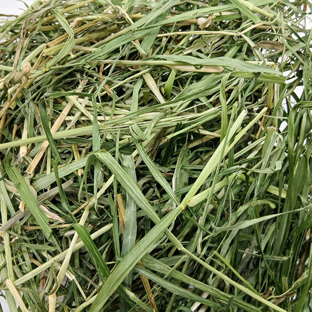 究極の乾燥牧草 イタリアンライグラス 300g