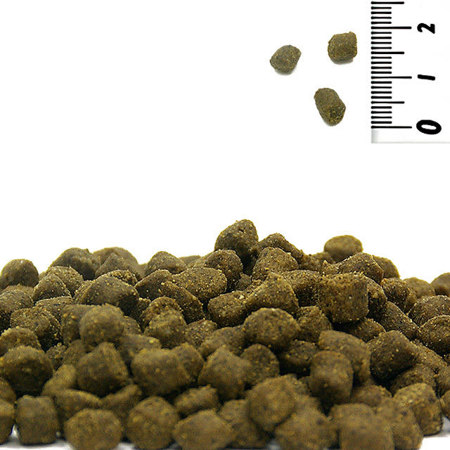 ワイソング フェレットアーキタイパル2