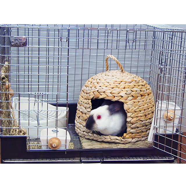 バナナ de ドーム M