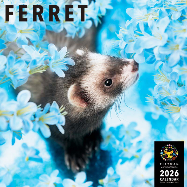 PICTWANカレンダー2026 【L版】 フェレット