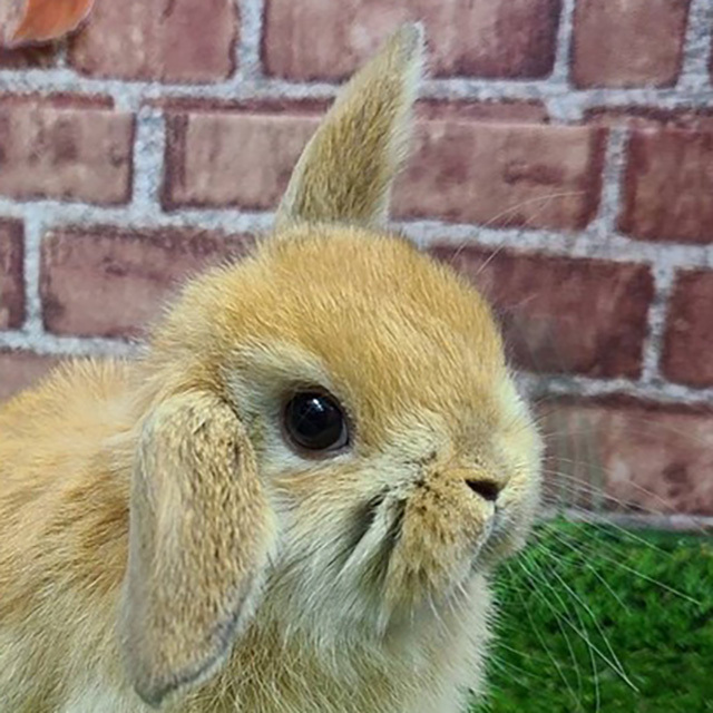 ホーランドロップ（オレンジ・女の子） R0368