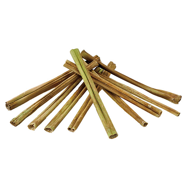 果実って小枝 パパイヤ　ML-186