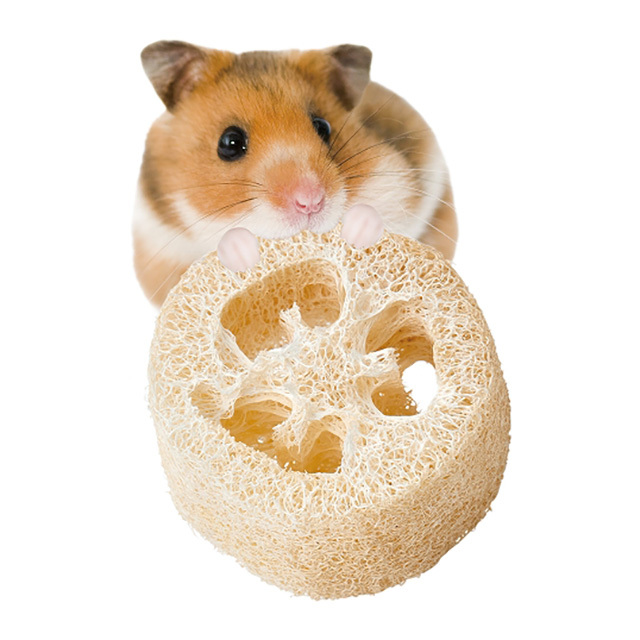 ヘチマトイ　ショート
