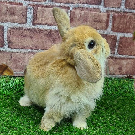 ホーランドロップ（オレンジ・女の子） R0368