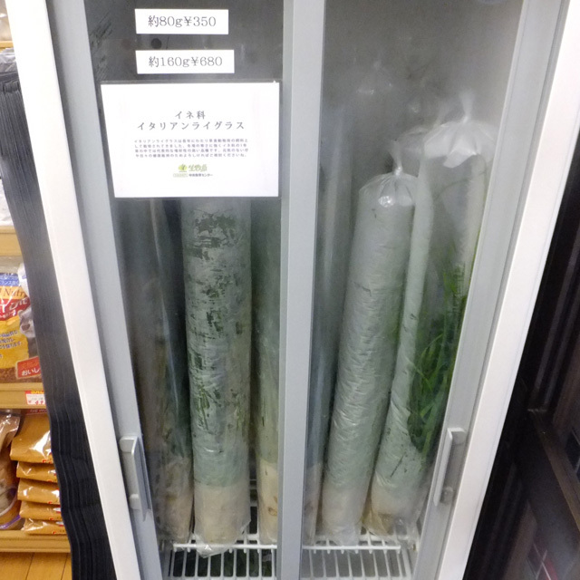 イタリアンライグラス