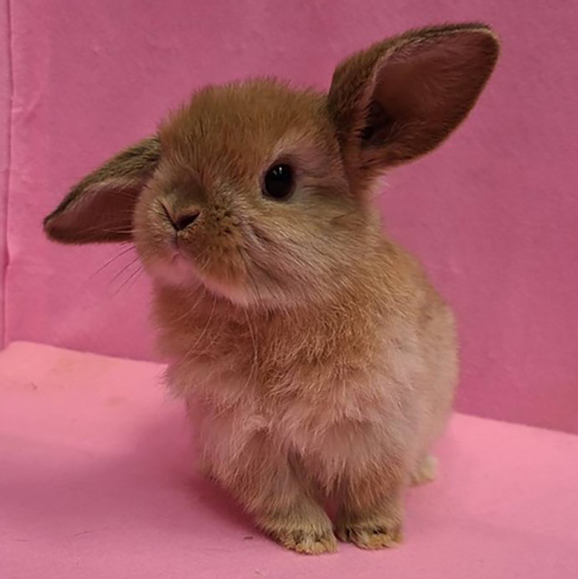 ホーランドロップ（オレンジ・女の子） R0368