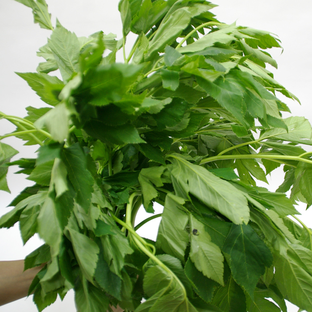 無農薬 乾燥あしたば（明日葉）