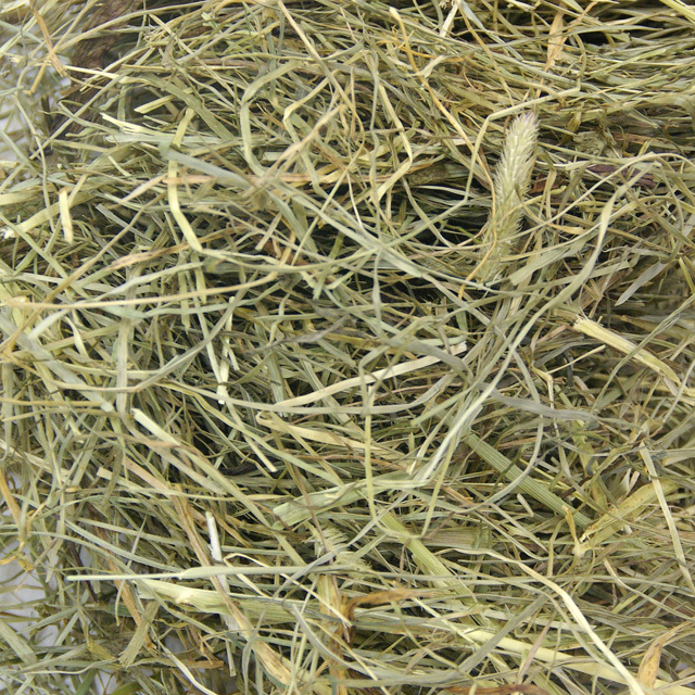 デリスタイル  食育牧草 100g