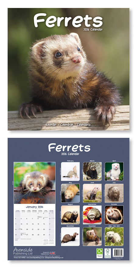 Ferrets 2026 カレンダー 「輸入品」