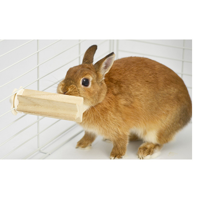 ガリガリスター.