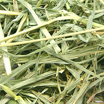 OXBOW ウェスタンティモシー