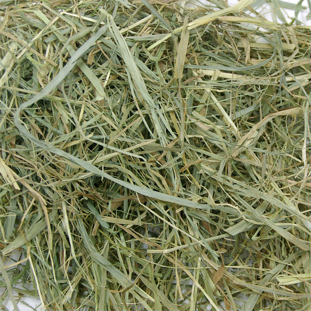 北海道 ファーストチモシー 600g