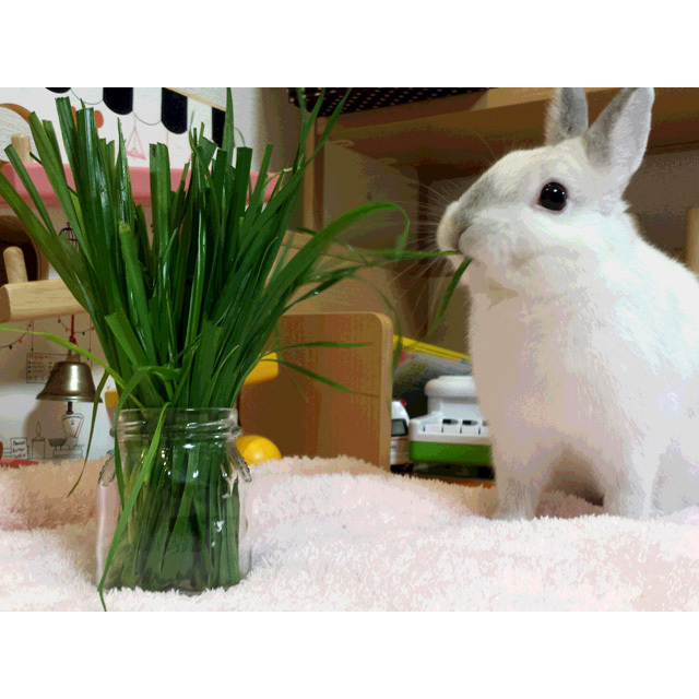 新鮮生牧草　イタリアンライグラス 80g