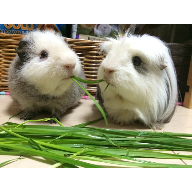 新鮮生牧草　イタリアンライグラス 80g