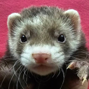 マーシャルフェレット（バタースコッチ・男の子）F0753