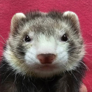 マーシャルフェレット（セーブルミット・男の子）F0761