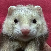 マーシャルフェレット（スターリングバターミット・男の子）F0767