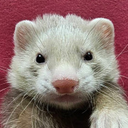 マーシャルフェレット（シナモン・男の子）F0774