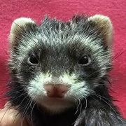 マーシャルフェレット（セーブル・男の子）F0776