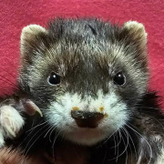 マーシャルフェレット（セーブルミット・男の子）F0778