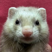 マーシャルフェレット（シナモン・男の子）F0780