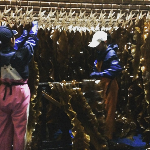 尾札部産　上一等真昆布