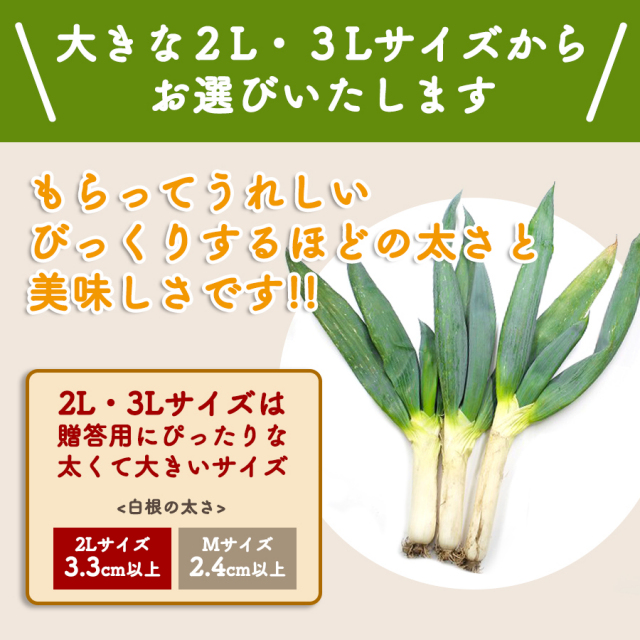 下仁田ねぎ 下仁田ネギ 群馬県産 2L～3Lサイズ 産地直送｜こんにゃくパーク