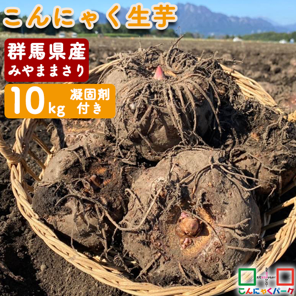【2024年 秋収穫｜期間限定】こんにゃく芋 群馬県産 みやままさり 生芋こんにゃく 手作りこんにゃく 産地直送 10kg 凝固剤100gサービス こんにゃくパーク