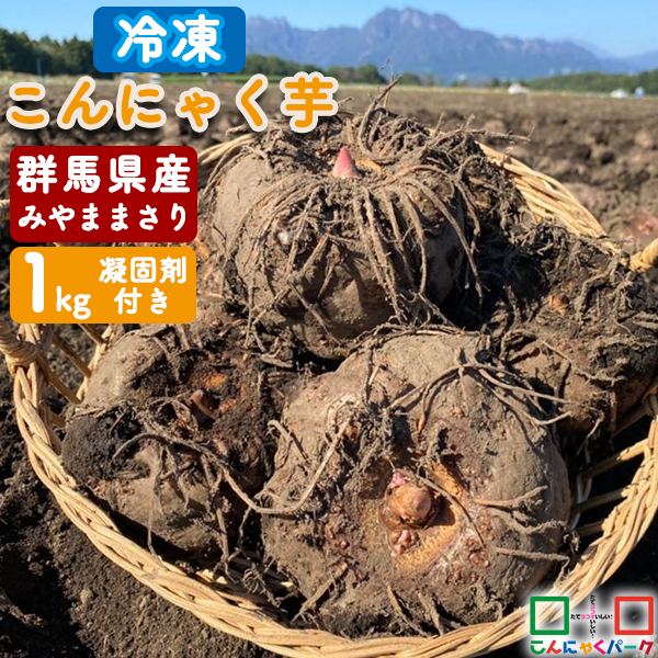 【2024年度秋～冬収穫｜期間限定】 こんにゃく芋 冷凍 群馬県産 みやままさり 生芋こんにゃく 手作りこんにゃく 産地直送 1kg 凝固剤10gサービス こんにゃくパーク